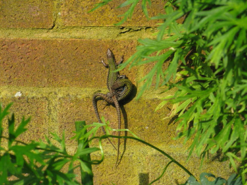 Morph at Banstead